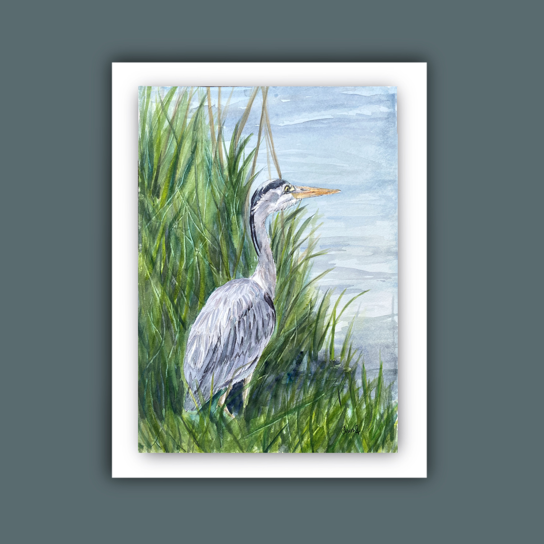 Heron stood by the water in rushes.